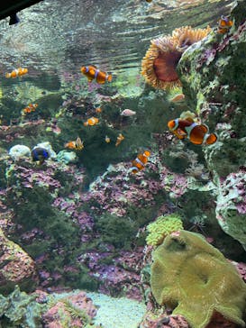 サンシャイン水族館に投稿された画像（2024/7/21）