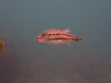 SevenSeasさがみはらに投稿された画像（2024/7/21）