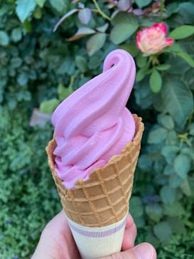 京成バラ園に投稿された画像（2024/7/21）