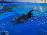 大分マリーンパレス水族館 「うみたまご」に投稿された画像（2024/7/21）