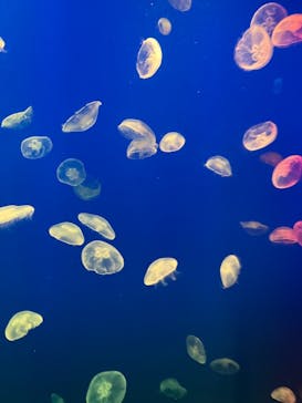 大分マリーンパレス水族館 「うみたまご」に投稿された画像（2024/7/21）