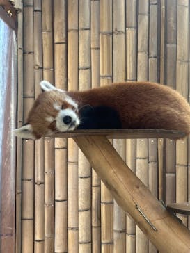 熱川バナナワニ園に投稿された画像（2024/7/21）