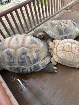 熱川バナナワニ園に投稿された画像（2024/7/21）