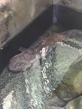 熱川バナナワニ園に投稿された画像（2024/7/21）