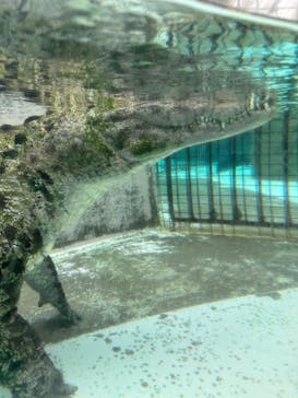 熱川バナナワニ園に投稿された画像（2024/7/21）