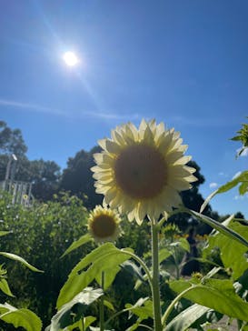 万博記念公園に投稿された画像（2024/7/21）