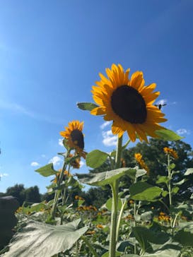 万博記念公園に投稿された画像（2024/7/21）