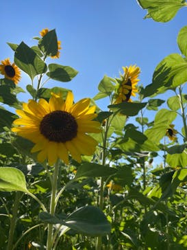 万博記念公園に投稿された画像（2024/7/21）