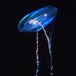 環境水族館アクアマリンふくしまに投稿された画像（2024/7/21）