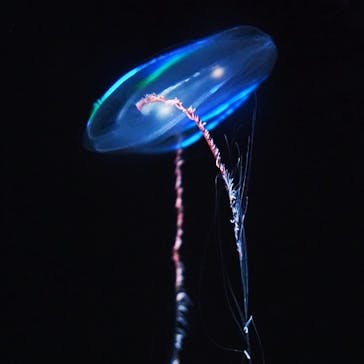 環境水族館アクアマリンふくしまに投稿された画像（2024/7/21）