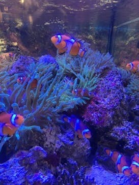 しながわ水族館に投稿された画像（2024/7/21）