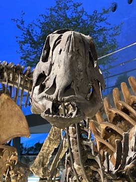 福井県立恐竜博物館に投稿された画像（2024/7/21）