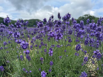 たんばらラベンダーパークに投稿された画像（2024/7/21）