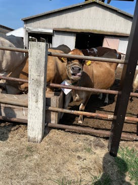 成田ゆめ牧場に投稿された画像（2024/7/21）