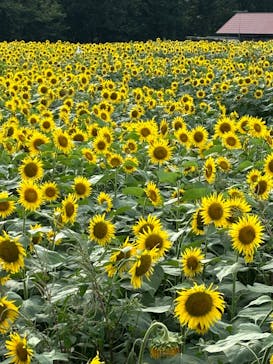 成田ゆめ牧場に投稿された画像（2024/7/21）