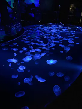 すみだ水族館に投稿された画像（2024/7/21）