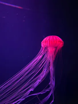 すみだ水族館に投稿された画像（2024/7/21）