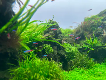 すみだ水族館に投稿された画像（2024/7/21）