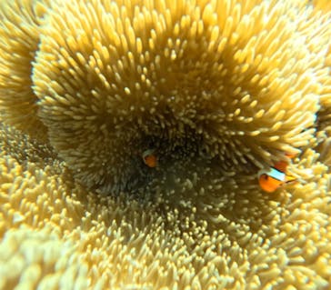  マリンショップHAPPYに投稿された画像（2024/7/21）