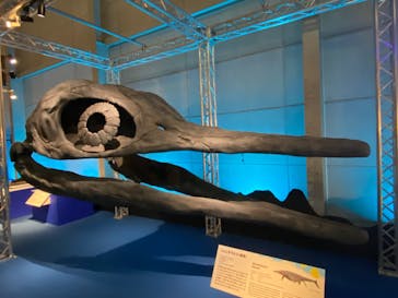 巨大恐竜展2024に投稿された画像（2024/7/21）