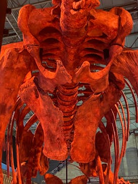 巨大恐竜展2024に投稿された画像（2024/7/21）