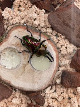 JOYPOLIS 特別イベントスペースに投稿された画像（2024/7/21）