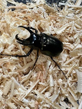 JOYPOLIS 特別イベントスペースに投稿された画像（2024/7/21）