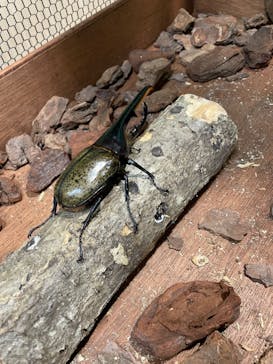 JOYPOLIS 特別イベントスペースに投稿された画像（2024/7/21）