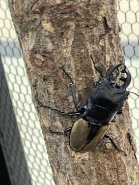 JOYPOLIS 特別イベントスペースに投稿された画像（2024/7/21）