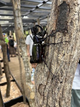 JOYPOLIS 特別イベントスペースに投稿された画像（2024/7/21）