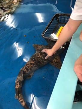 竹島水族館に投稿された画像（2024/7/21）