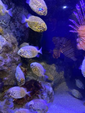 竹島水族館に投稿された画像（2024/7/21）