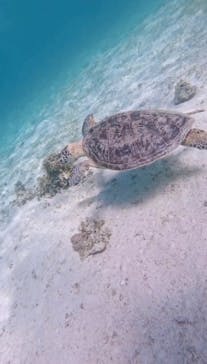 nico 宮古島に投稿された画像（2024/7/14）