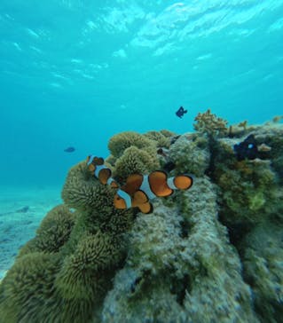 nico 宮古島に投稿された画像（2024/7/14）