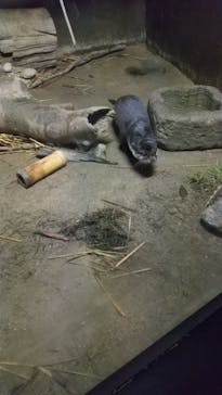 世界淡水魚園水族館　アクア・トトぎふに投稿された画像（2024/7/21）