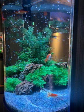 NARA KINGYO MUSEUMに投稿された画像（2024/7/21）