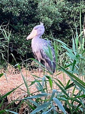 神戸どうぶつ王国に投稿された画像（2024/7/21）