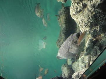 葛西臨海水族園に投稿された画像（2024/7/21）