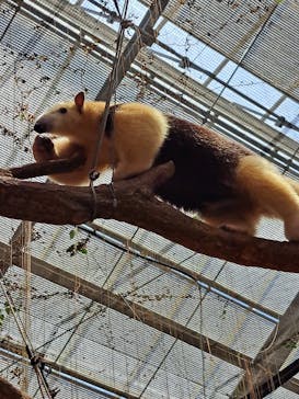 神戸どうぶつ王国に投稿された画像（2024/7/21）