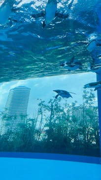 サンシャイン水族館に投稿された画像（2024/7/21）