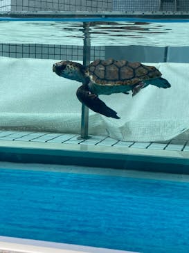 名古屋港水族館に投稿された画像（2024/7/21）