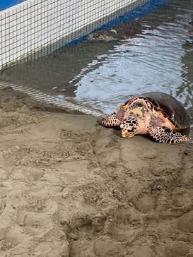 名古屋港水族館に投稿された画像（2024/7/21）