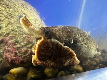 串本海中公園水族館に投稿された画像（2024/7/21）