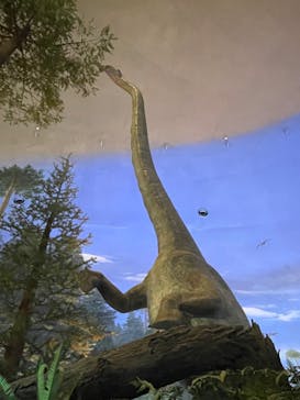 福井県立恐竜博物館に投稿された画像（2024/7/21）