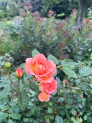 十勝ヒルズに投稿された画像（2024/7/21）