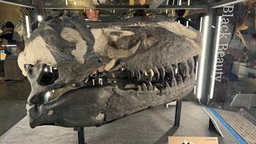 福井県立恐竜博物館に投稿された画像（2024/7/21）