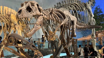 福井県立恐竜博物館に投稿された画像（2024/7/21）