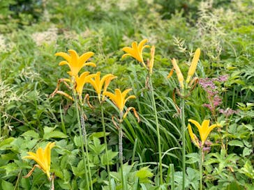 白馬五竜高山植物園に投稿された画像（2024/7/21）