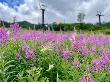 白馬五竜高山植物園に投稿された画像（2024/7/21）