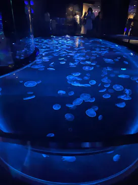 すみだ水族館に投稿された画像（2024/7/21）